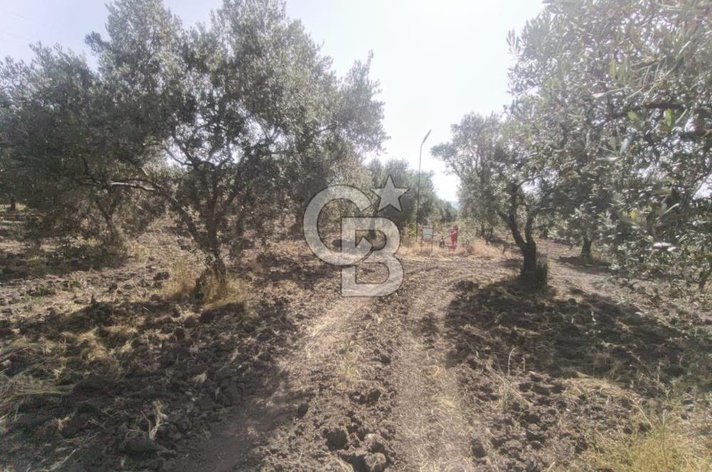 AKHİSAR KAPAKLIDA YÜKSEK VERİMLİ 41250 M2 ZEYTİNLİK