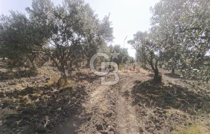 AKHİSAR KAPAKLIDA YÜKSEK VERİMLİ 41250 M2 ZEYTİNLİK