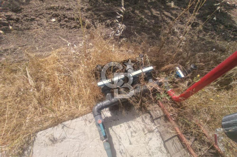 AKHİSAR KAPAKLIDA YÜKSEK VERİMLİ 41250 M2 ZEYTİNLİK