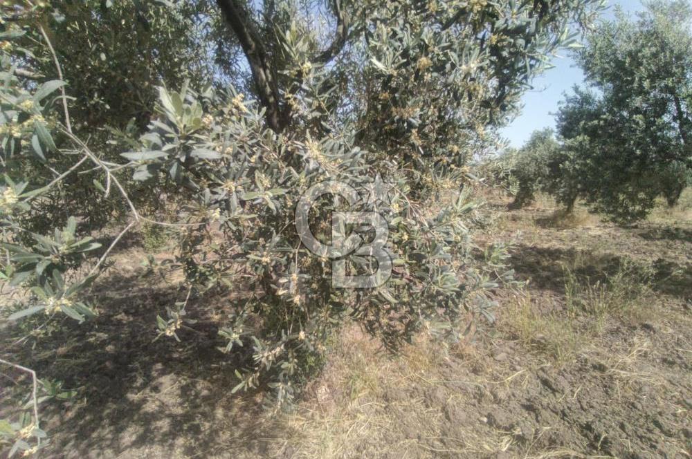 AKHİSAR KAPAKLIDA YÜKSEK VERİMLİ 41250 M2 ZEYTİNLİK