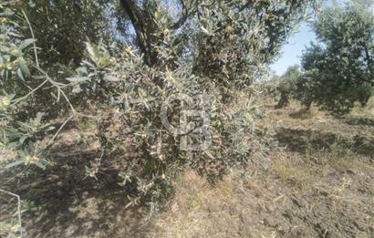 AKHİSAR KAPAKLIDA YÜKSEK VERİMLİ 41250 M2 ZEYTİNLİK
