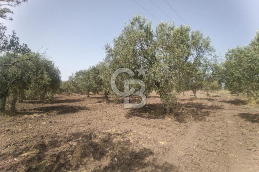 AKHİSAR KAPAKLIDA YÜKSEK VERİMLİ 41250 M2 ZEYTİNLİK