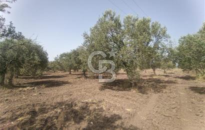 AKHİSAR KAPAKLIDA YÜKSEK VERİMLİ 41250 M2 ZEYTİNLİK