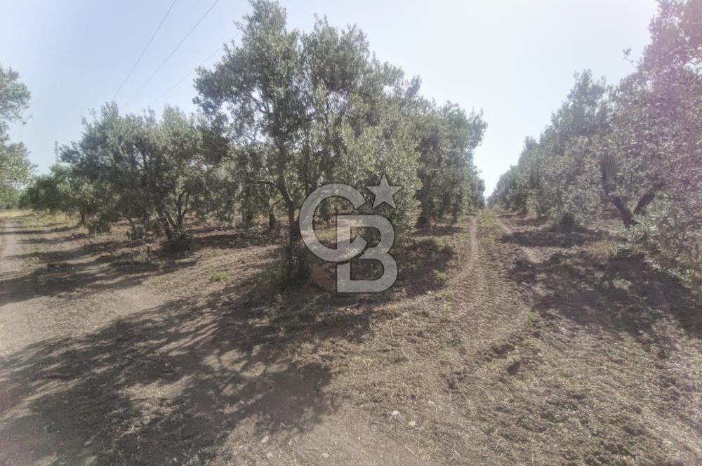 AKHİSAR KAPAKLIDA YÜKSEK VERİMLİ 41250 M2 ZEYTİNLİK