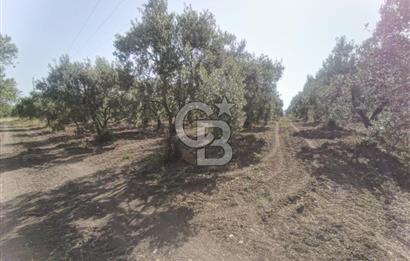 AKHİSAR KAPAKLIDA YÜKSEK VERİMLİ 41250 M2 ZEYTİNLİK