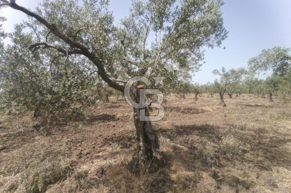 AKHİSAR KAPAKLIDA YÜKSEK VERİMLİ 41250 M2 ZEYTİNLİK
