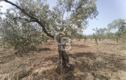 AKHİSAR KAPAKLIDA YÜKSEK VERİMLİ 41250 M2 ZEYTİNLİK