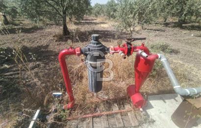 AKHİSAR KAPAKLIDA YÜKSEK VERİMLİ 41250 M2 ZEYTİNLİK