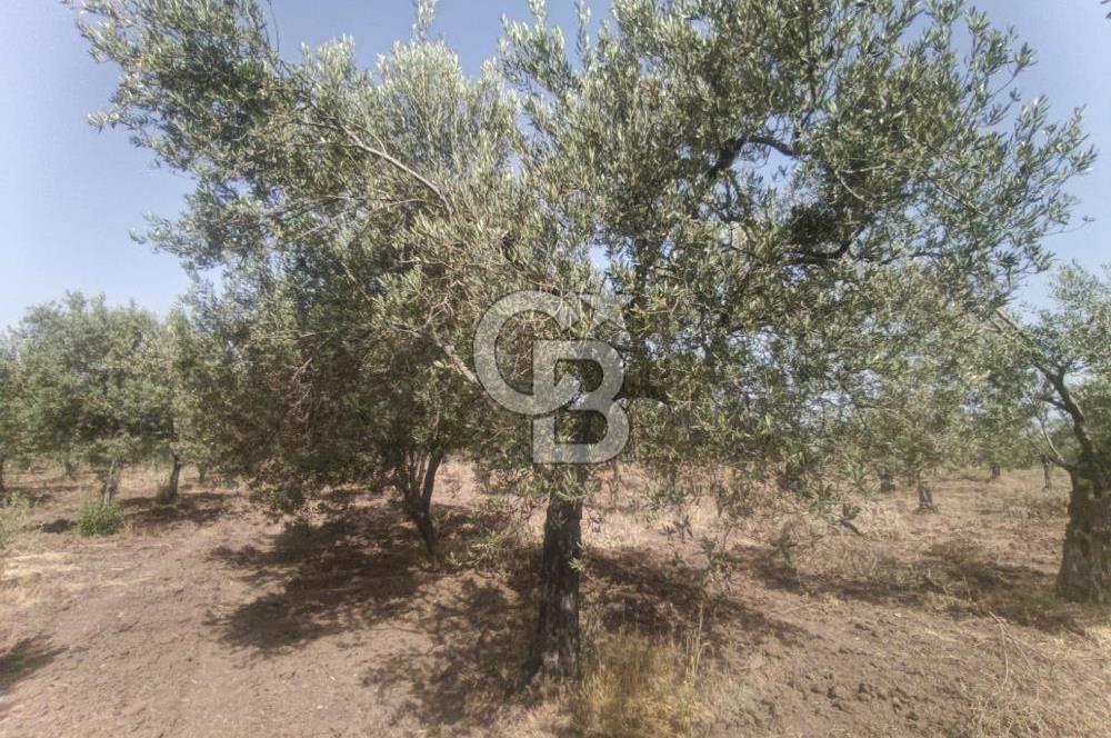 AKHİSAR KAPAKLIDA YÜKSEK VERİMLİ 41250 M2 ZEYTİNLİK