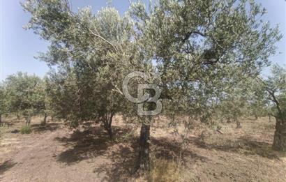 AKHİSAR KAPAKLIDA YÜKSEK VERİMLİ 41250 M2 ZEYTİNLİK