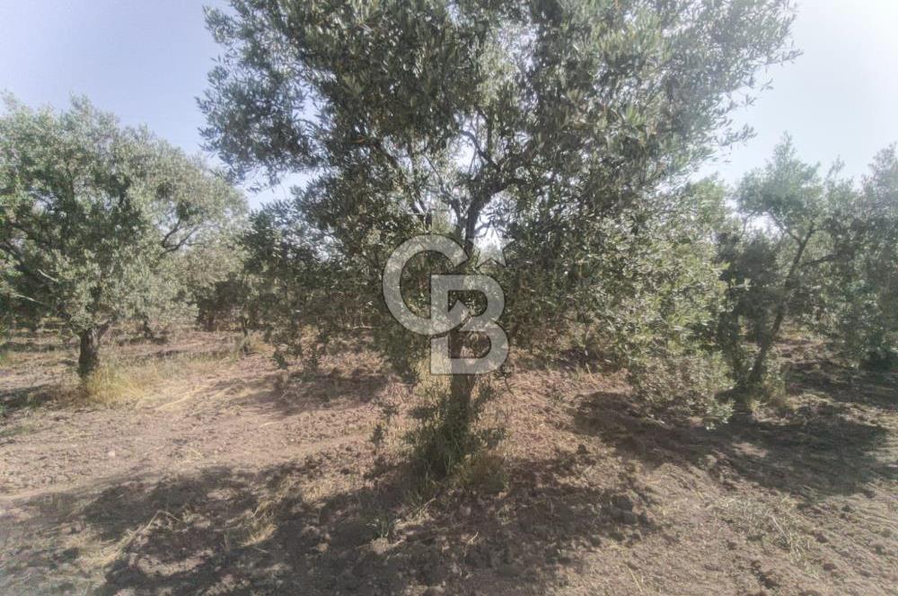 AKHİSAR KAPAKLIDA YÜKSEK VERİMLİ 41250 M2 ZEYTİNLİK