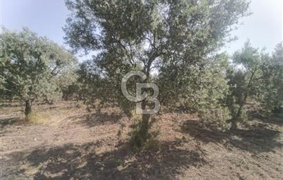 AKHİSAR KAPAKLIDA YÜKSEK VERİMLİ 41250 M2 ZEYTİNLİK