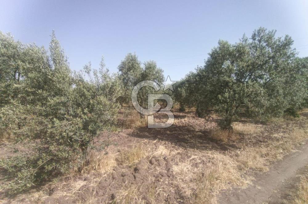 AKHİSAR KAPAKLIDA YÜKSEK VERİMLİ 41250 M2 ZEYTİNLİK