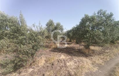 AKHİSAR KAPAKLIDA YÜKSEK VERİMLİ 41250 M2 ZEYTİNLİK