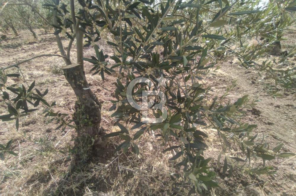 AKHİSAR KAPAKLIDA YÜKSEK VERİMLİ 41250 M2 ZEYTİNLİK