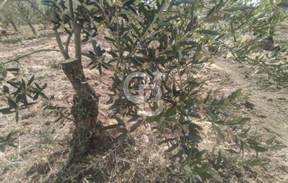 AKHİSAR KAPAKLIDA YÜKSEK VERİMLİ 41250 M2 ZEYTİNLİK