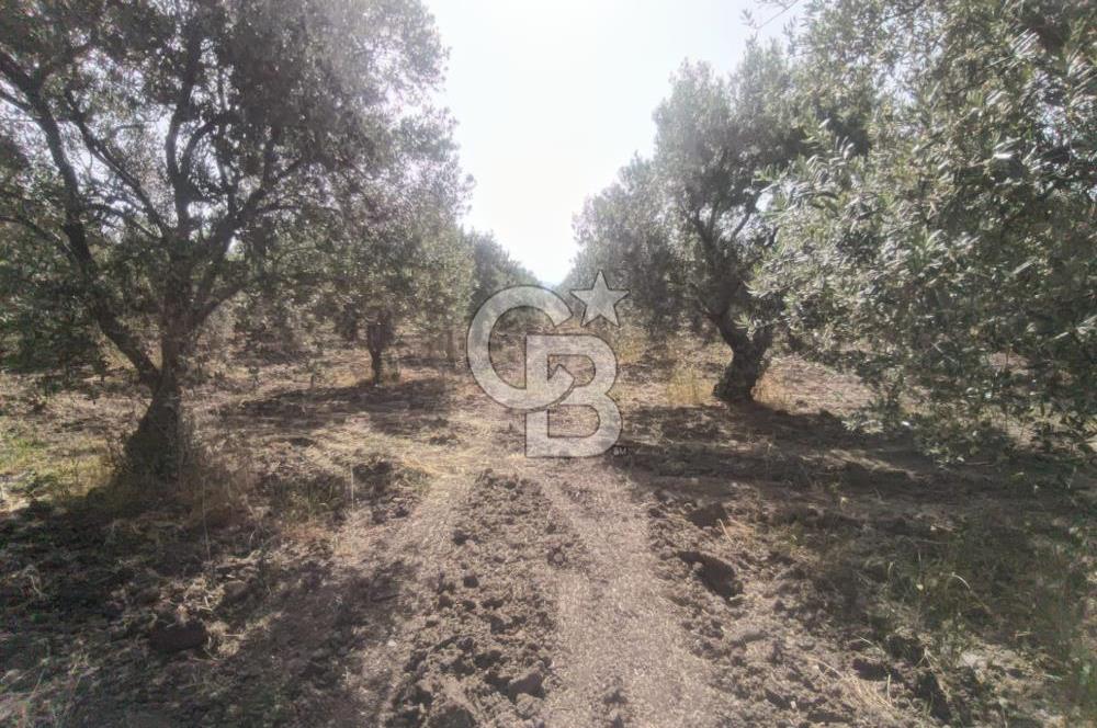 AKHİSAR KAPAKLIDA YÜKSEK VERİMLİ 41250 M2 ZEYTİNLİK