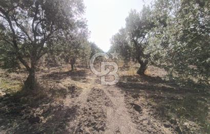 AKHİSAR KAPAKLIDA YÜKSEK VERİMLİ 41250 M2 ZEYTİNLİK