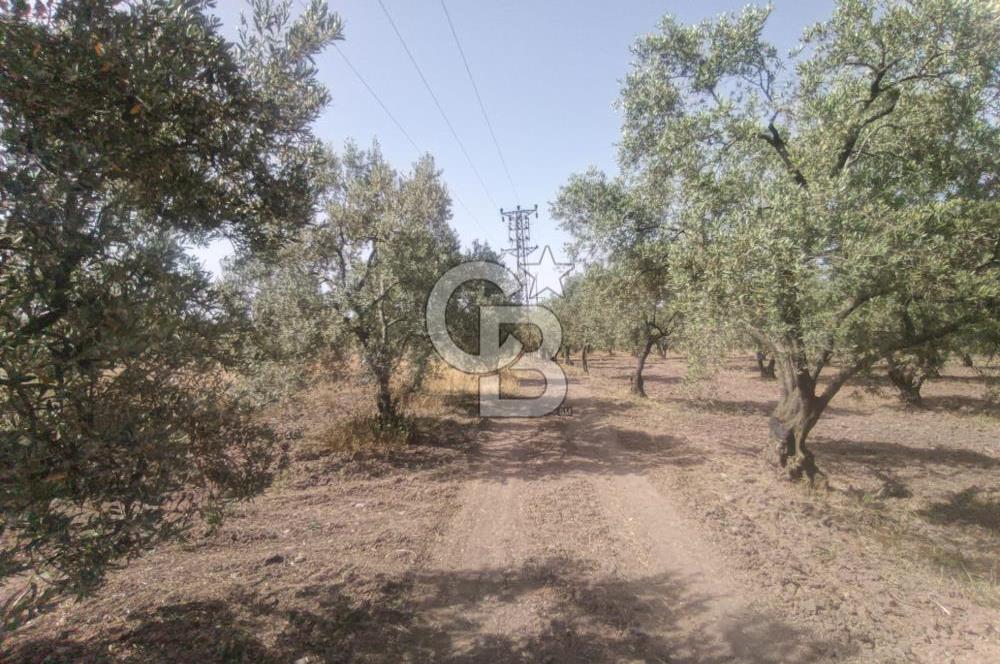 AKHİSAR KAPAKLIDA YÜKSEK VERİMLİ 41250 M2 ZEYTİNLİK