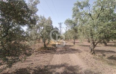 AKHİSAR KAPAKLIDA YÜKSEK VERİMLİ 41250 M2 ZEYTİNLİK