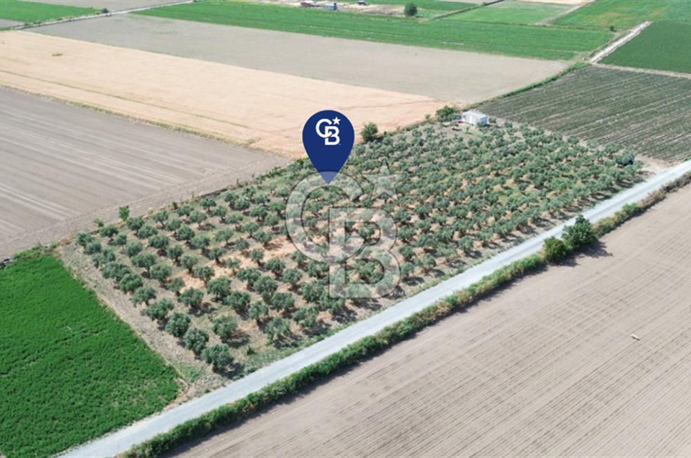 Türkelli'de 250 Zeytin+40 Meyve Ağaçlı 7066 m2 Satılık Zeytinlik