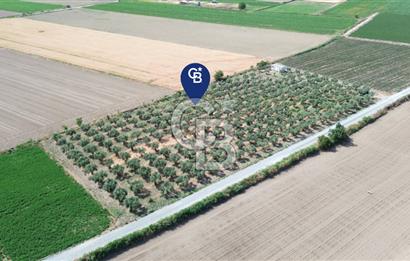 Türkelli'de 250 Zeytin+40 Meyve Ağaçlı 7066 m2 Satılık Zeytinlik