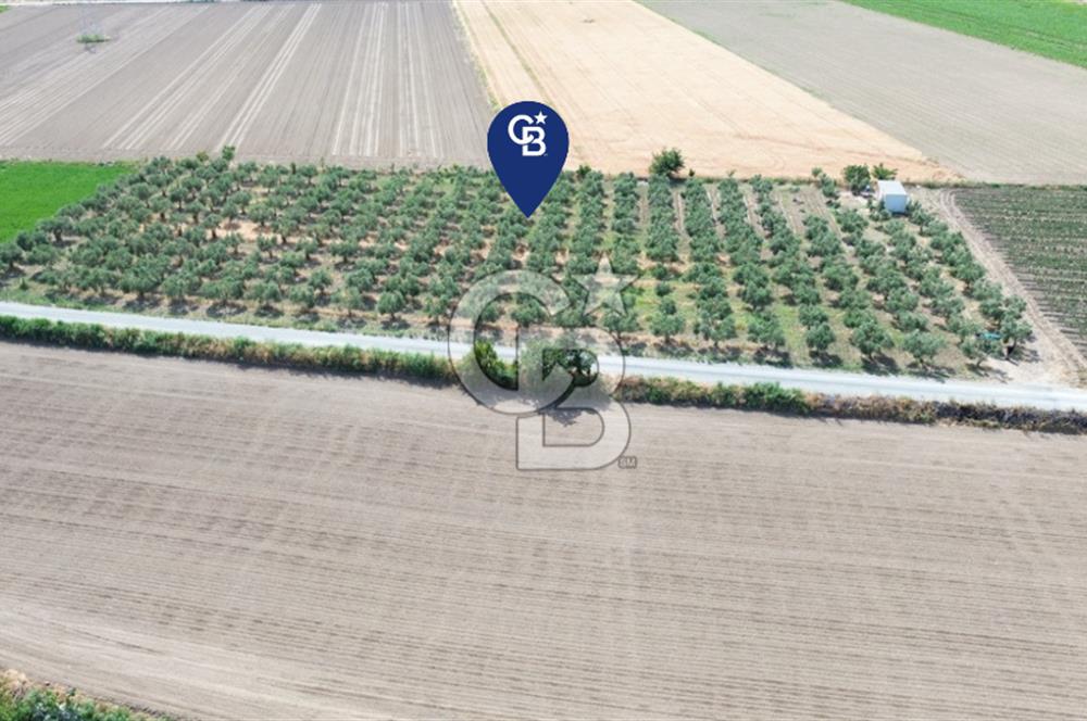 Türkelli'de 250 Zeytin+40 Meyve Ağaçlı 7066 m2 Satılık Zeytinlik