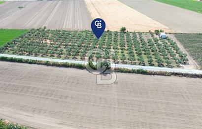 Türkelli'de 250 Zeytin+40 Meyve Ağaçlı 7066 m2 Satılık Zeytinlik