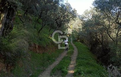 Bayındır/Kızıloba da Dere Kenarında Satılık Zeytinlik