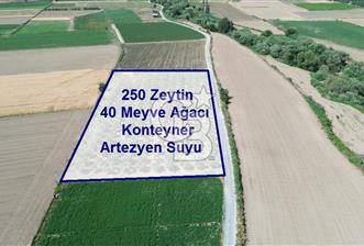 Türkelli'de 250 Zeytin+40 Meyve Ağaçlı 7066 m2 Satılık Zeytinlik
