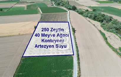 Türkelli'de 250 Zeytin+40 Meyve Ağaçlı 7066 m2 Satılık Zeytinlik