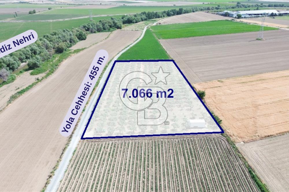 Türkelli'de 250 Zeytin+40 Meyve Ağaçlı 7066 m2 Satılık Zeytinlik
