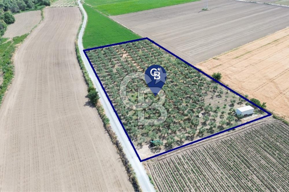 Türkelli'de 250 Zeytin+40 Meyve Ağaçlı 7066 m2 Satılık Zeytinlik