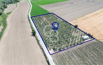 Türkelli'de 250 Zeytin+40 Meyve Ağaçlı 7066 m2 Satılık Zeytinlik