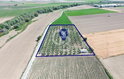 Türkelli'de 250 Zeytin+40 Meyve Ağaçlı 7066 m2 Satılık Zeytinlik