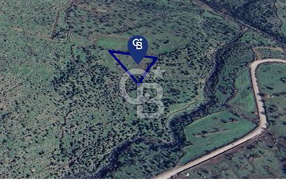 Karakuzu'da Manisa Yoluna 200 m.- 5.600 m2 Satılık Tarla