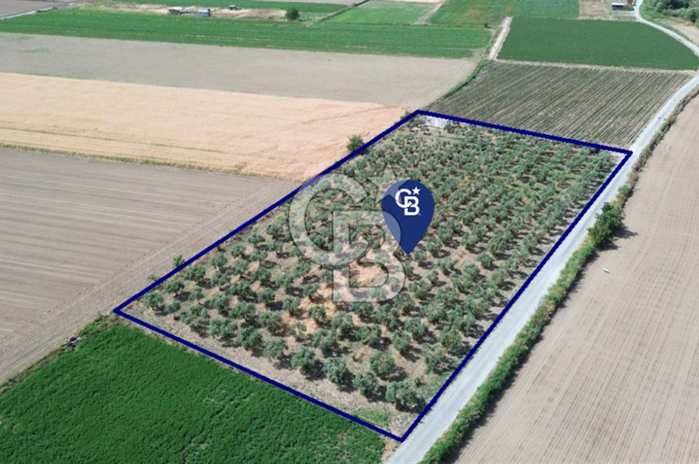 Türkelli'de 250 Zeytin+40 Meyve Ağaçlı 7066 m2 Satılık Zeytinlik