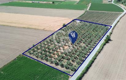 Türkelli'de 250 Zeytin+40 Meyve Ağaçlı 7066 m2 Satılık Zeytinlik