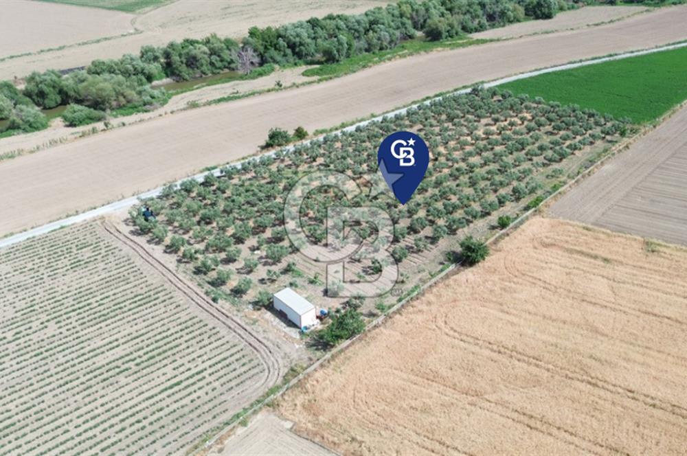Türkelli'de 250 Zeytin+40 Meyve Ağaçlı 7066 m2 Satılık Zeytinlik