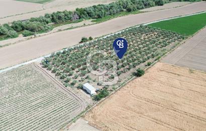 Türkelli'de 250 Zeytin+40 Meyve Ağaçlı 7066 m2 Satılık Zeytinlik