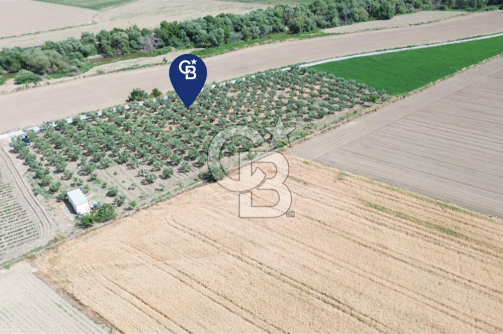 Türkelli'de 250 Zeytin+40 Meyve Ağaçlı 7066 m2 Satılık Zeytinlik