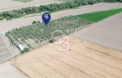 Türkelli'de 250 Zeytin+40 Meyve Ağaçlı 7066 m2 Satılık Zeytinlik