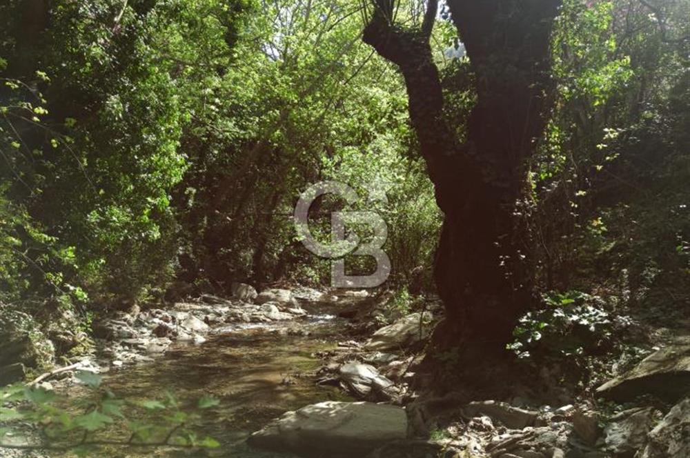 Bayındır/Kızıloba da Dere Kenarında Satılık Zeytinlik
