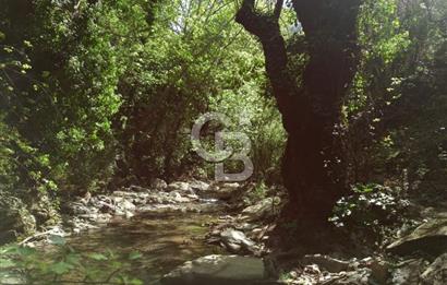 Bayındır/Kızıloba da Dere Kenarında Satılık Zeytinlik