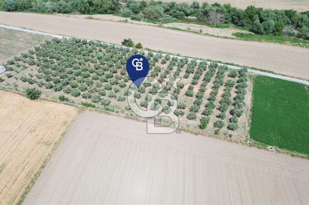 Türkelli'de 250 Zeytin+40 Meyve Ağaçlı 7066 m2 Satılık Zeytinlik