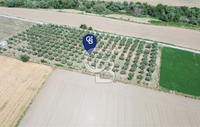 Türkelli'de 250 Zeytin+40 Meyve Ağaçlı 7066 m2 Satılık Zeytinlik