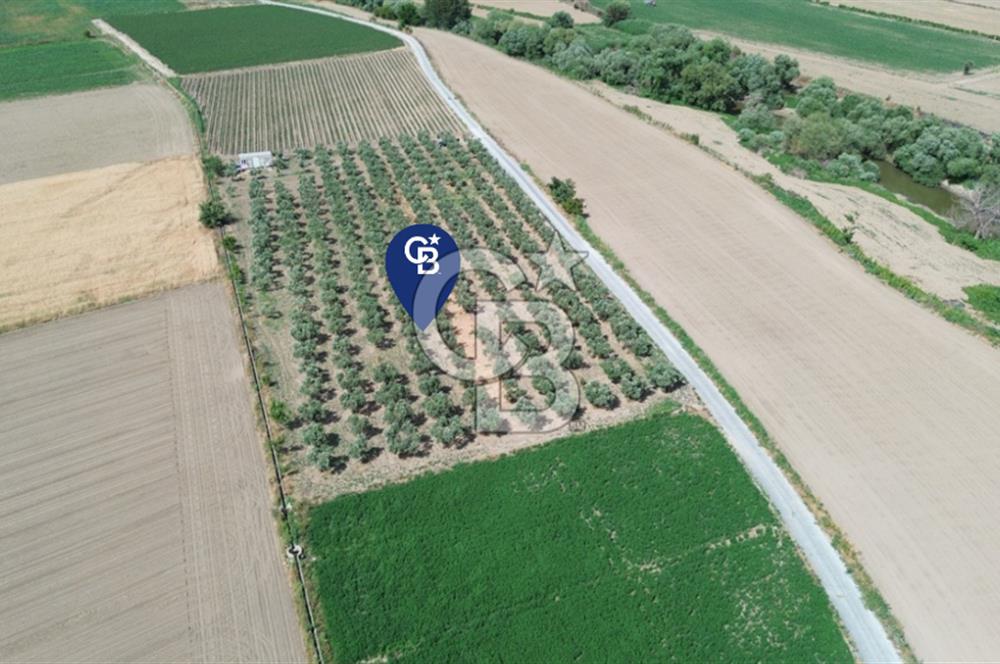 Türkelli'de 250 Zeytin+40 Meyve Ağaçlı 7066 m2 Satılık Zeytinlik