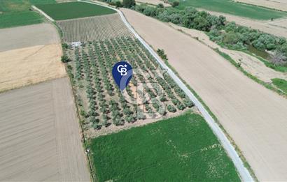 Türkelli'de 250 Zeytin+40 Meyve Ağaçlı 7066 m2 Satılık Zeytinlik