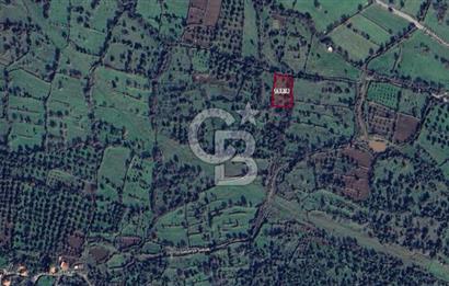 Karakuzu'da Zeytin ve Fıstık Ağaçlı 2278 m2 Satılık Tarla