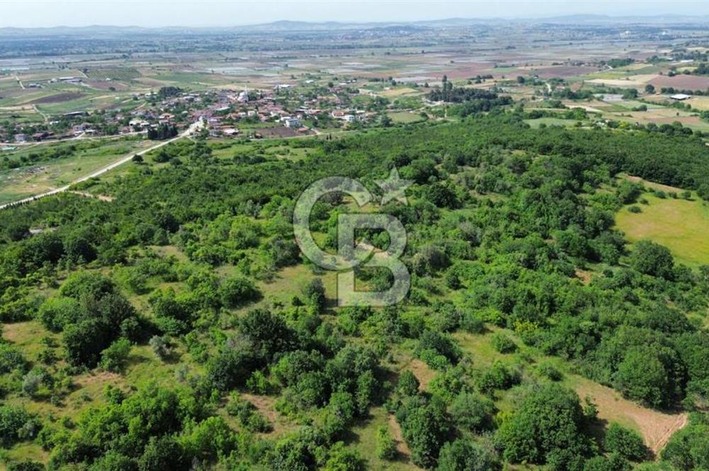 BİGA GEMİCİKIRI KÖYÜ FIRSAT SATILIK BAĞ